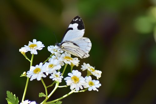 white  butterfly  insect
