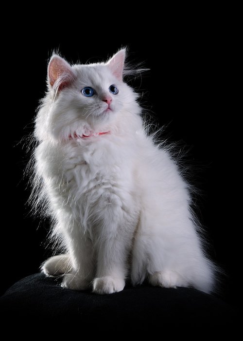 white  cat  animal