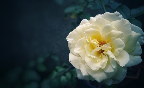 white  rose  flower