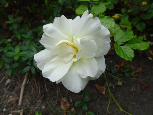 white  plant  nature