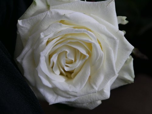 white  rose  blossom