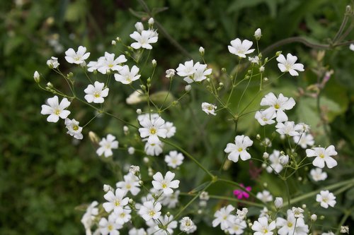 white  flower  floral