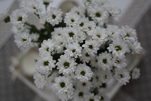 white  flower  daisy