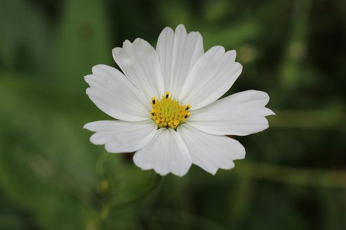 white  cosmos  floral