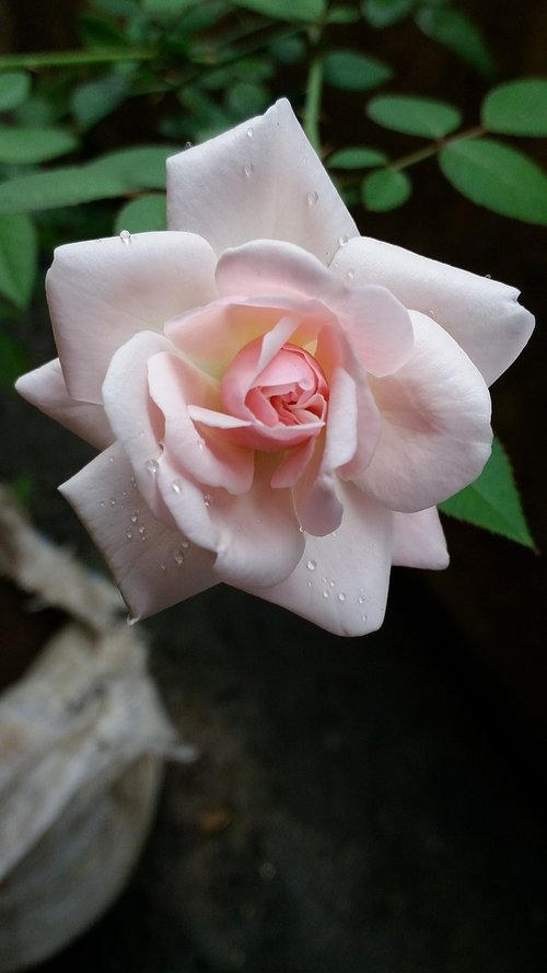 white  rose  flower