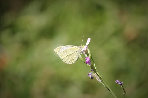 white  butterfly  nature
