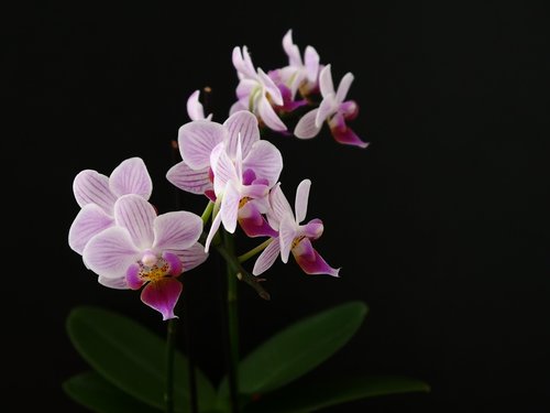 white  pink  orchid