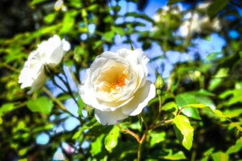 white  rose  hdr