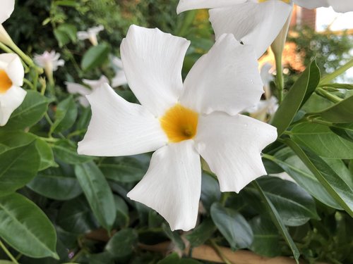 white  flourished  flower