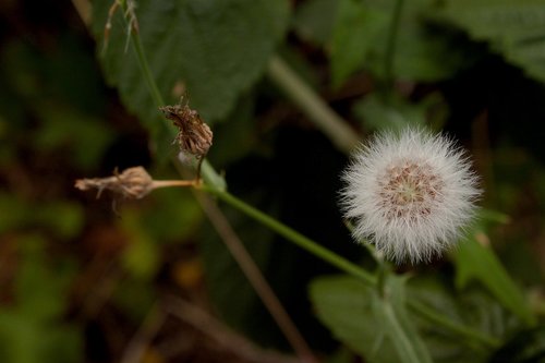 white  dandelion  composition