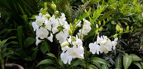 white  flowers  garden