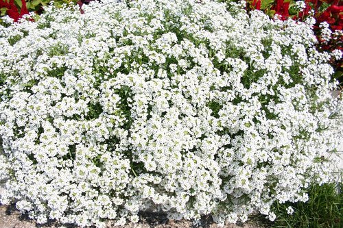 white  flower  plant