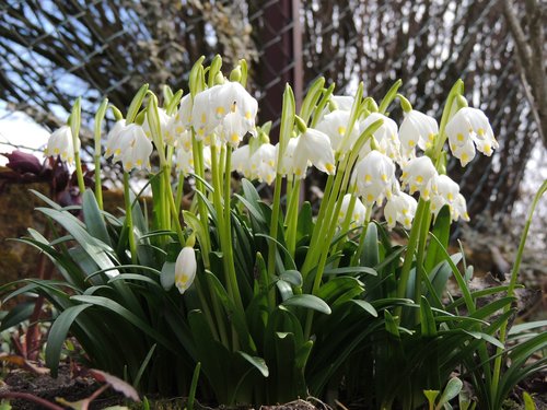 white  green  flower