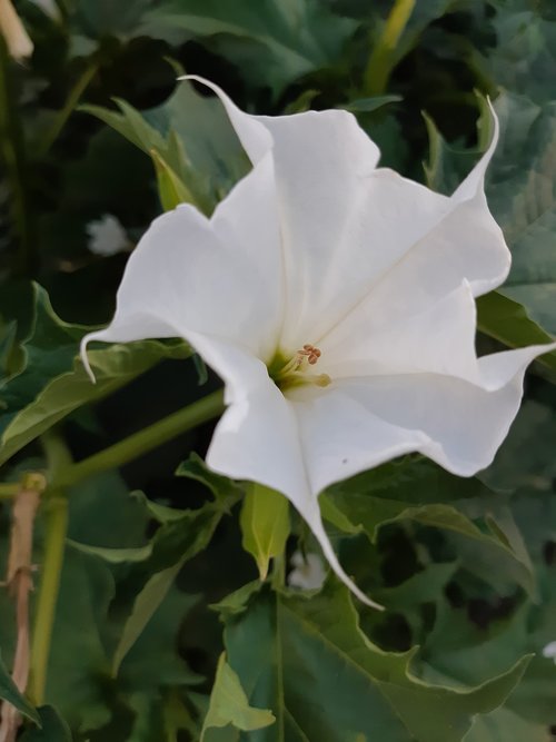 white  flower  ivy