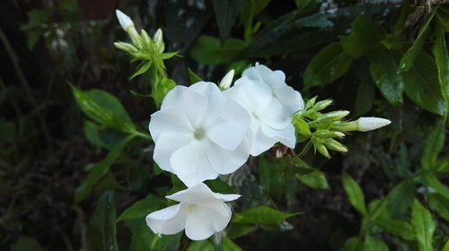 white  flower  nice