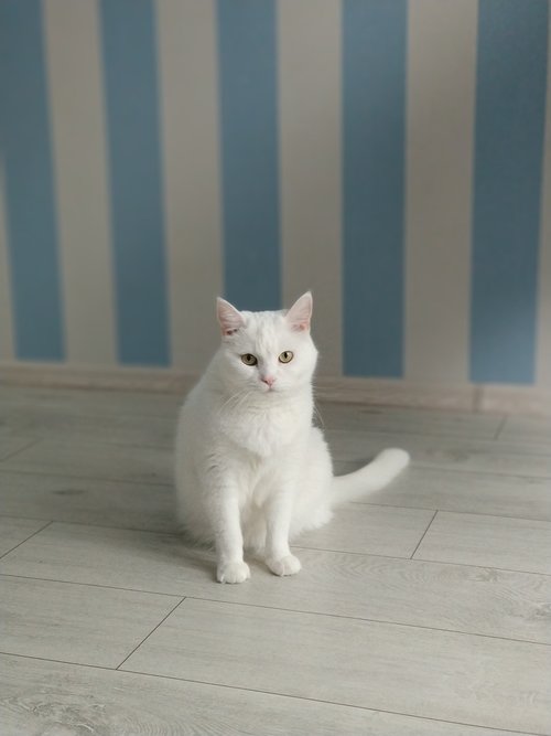 white  cat  animals