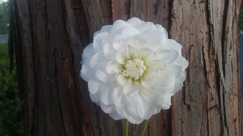 white  flower  tree