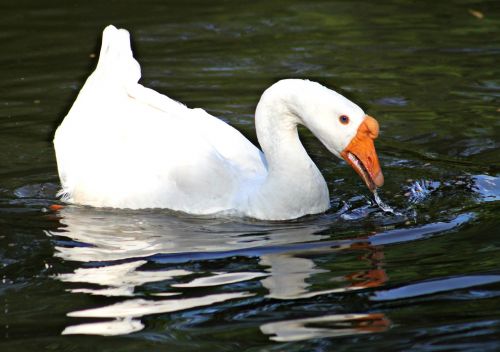 white goose swimming