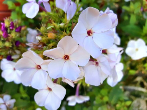 white  flower  plant