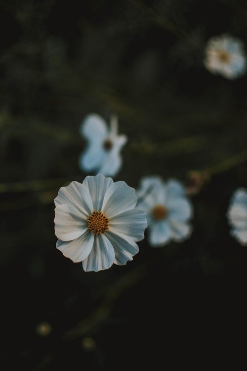white  flower  nature