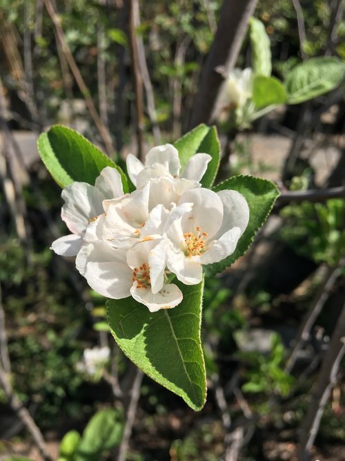 white  flower  blossom