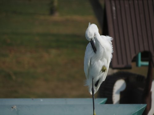 white  heron  bird