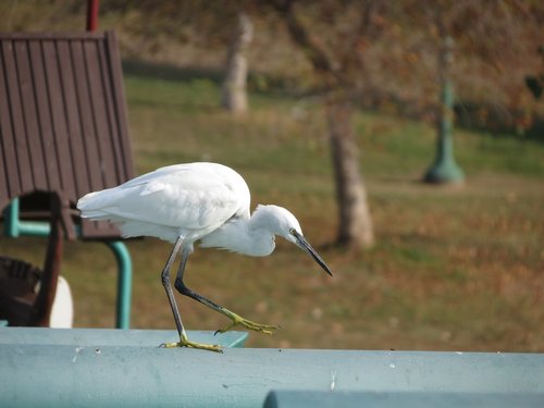 white  heron  bird