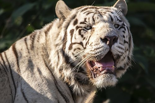 white  tiger  portrait