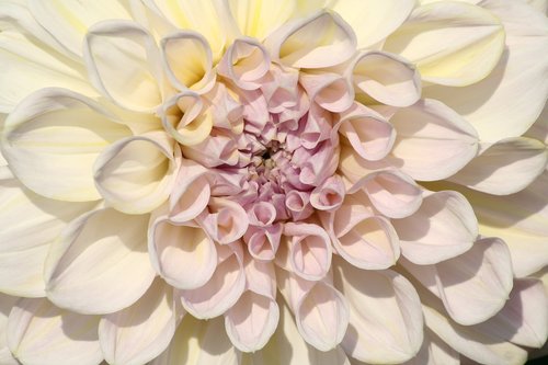 white  raghavendra  flowers