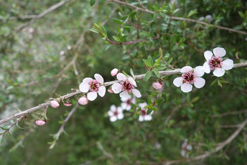 white  flowers  branch