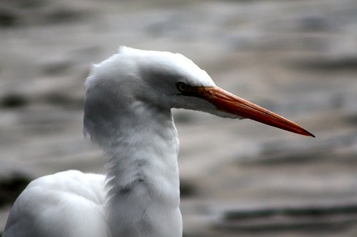white  contrast  heron