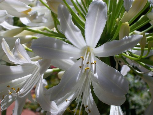 white  flower  nature