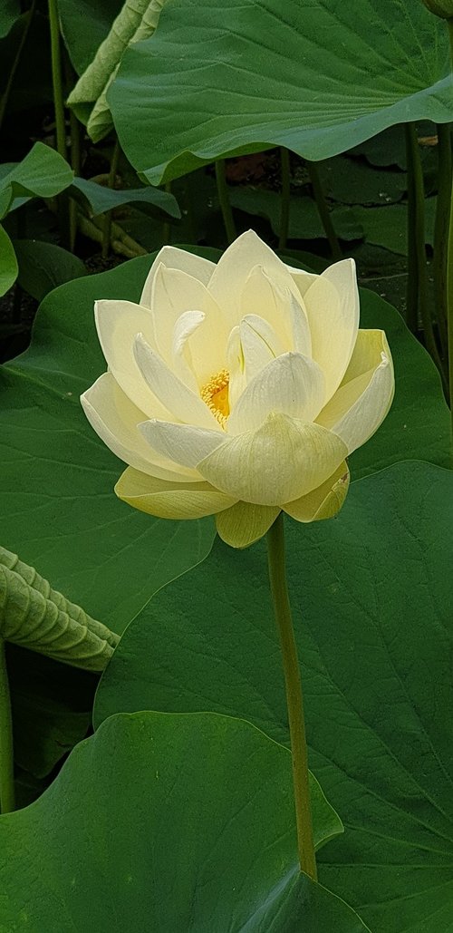 white  lotus  gardens