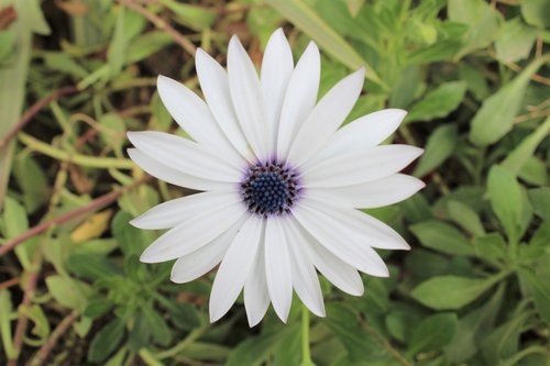 white  rose  petal