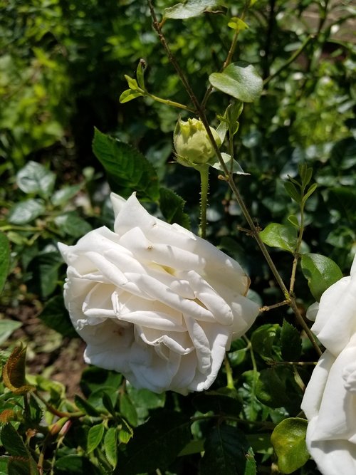 white  rose  flower