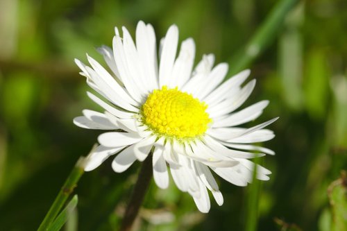 white  flower  nature