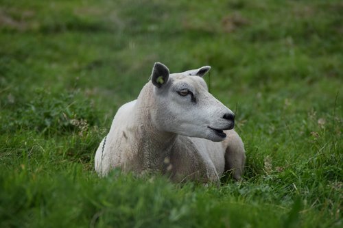 white  sheep  wool