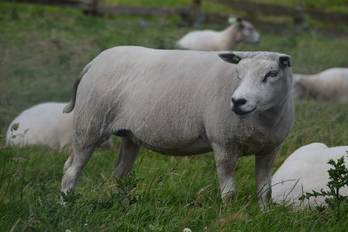 white  sheep  wool