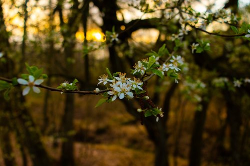 white  flowers  tree