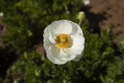 white  flower  flowers