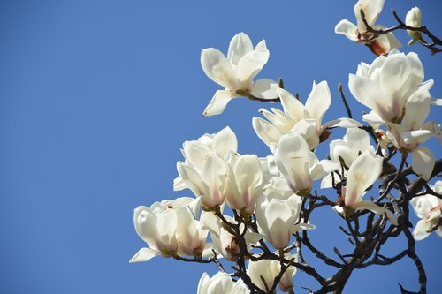 white  magnolia  white flower