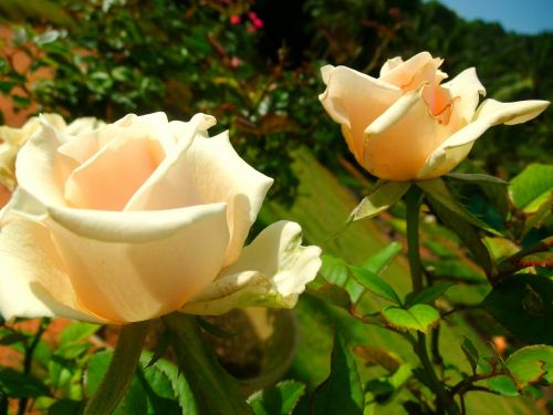 white rose flower