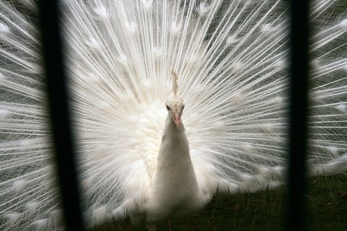 white  bird  nature