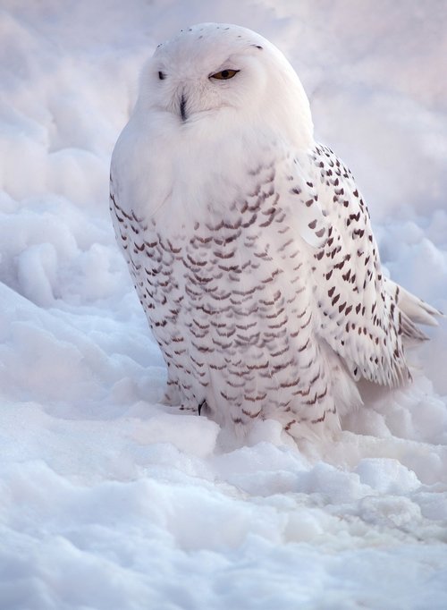 white  snowy owl  bird of prey