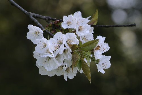 white  petals  cherry