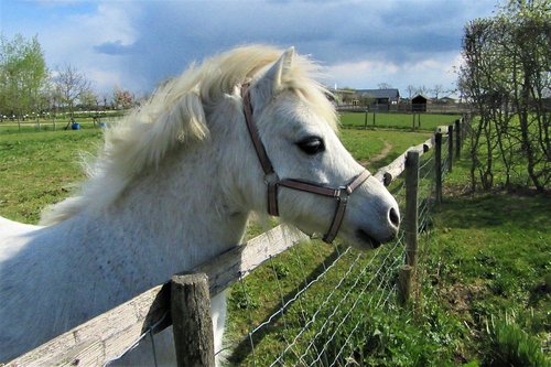 white  horse  pony
