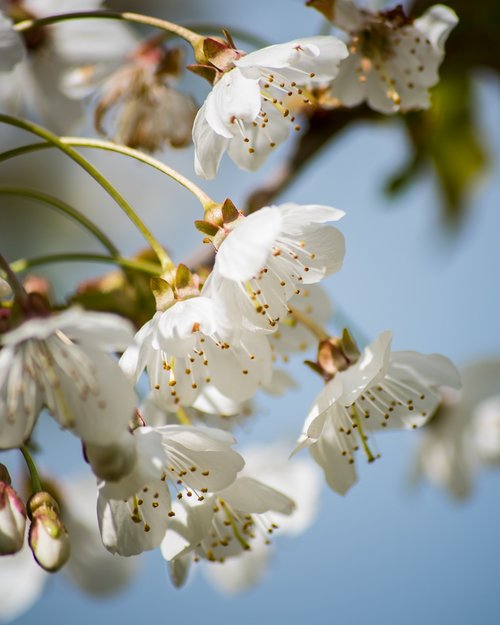 white  flowers  tree