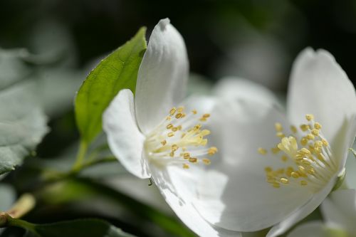 white bloom blossom