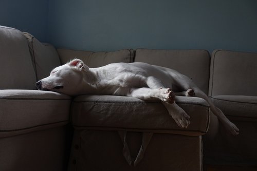 white  dog  couch