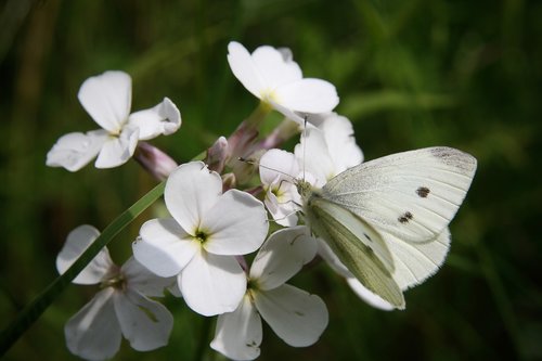 white  insect  butterfly